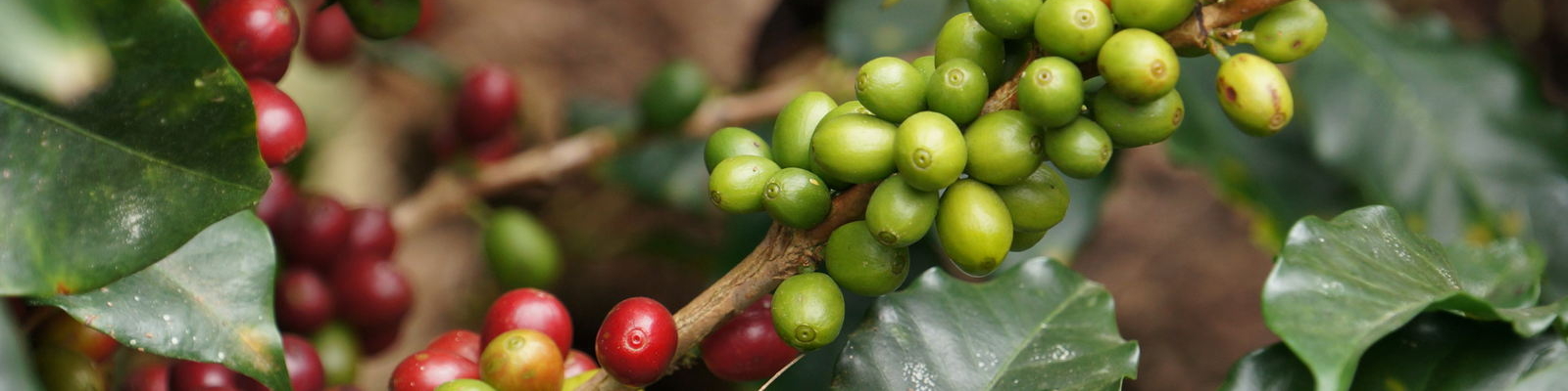 Beste Kaffeepads Bio&Fairtrade!