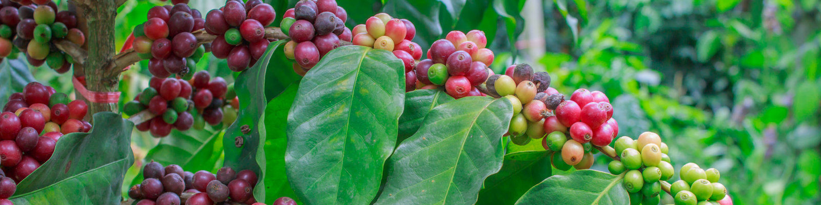 Kaffeepods E.S.E Bio&Fairtrade