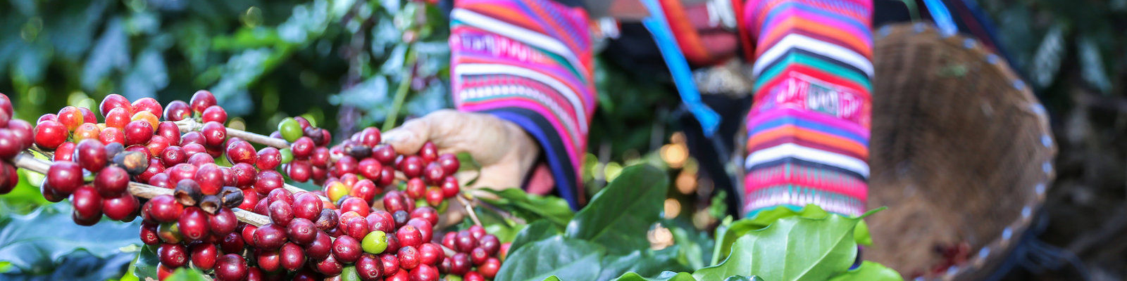 Kaffeepads E.S.E Bio&Fairtrade